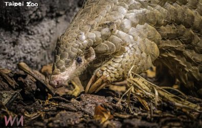 wm20251111085541578038