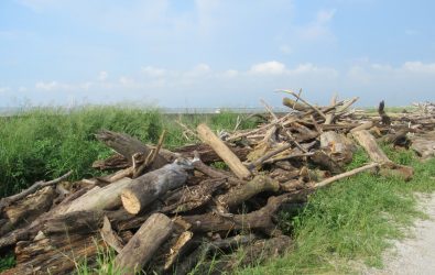 隨鳳凰颱風陸警發布，林業署南投分署宣布濁水溪流域漂流木自由撿拾公告即日起失效，呼籲民眾颱風期間切勿進入山區或河川活動。（林業署提供）