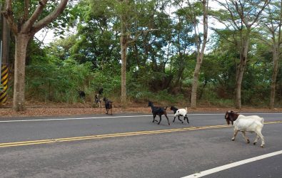 彰化市往芬園鄉方向的彰139線上演「羊群大亂走」！約20隻羊突然竄入車道亂跑，嚇得駕駛急煞、險象環生。（民眾提供）