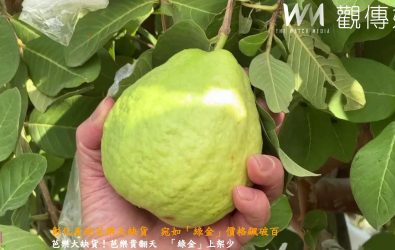 今年7、8月颱風與豪雨重創彰化芭樂園，產量大減，市場供應吃緊，價格創下歷史新高，消費者想買也不一定買得到。（記者陳雅芳攝）