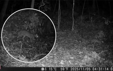 A0、林業保育署嘉義分署與嘉義縣鄒族獵人協會及屏東科技大學合作，日前以紅外線自動相機在阿里山鄉里佳部落周邊國有林地拍攝到石虎