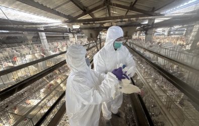 彰化縣蛋雞場芬普尼全面採樣監測啟動，第一梯次15場高風險場檢驗結果均為「零檢出」。（彰化縣政府提供）