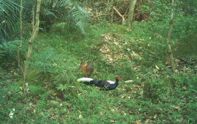 0.林業保育署嘉義分署114年1-8月期間共拍攝超過45萬張紅外線影像，發現山羌高頻率與其他動物同框出鏡（圖為藍腹鷴與山羌）