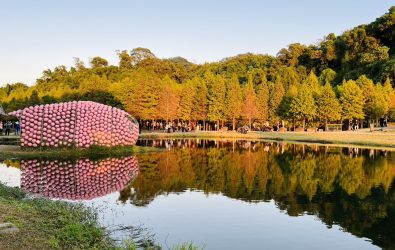 落羽松紅黃交織 大溪月眉濕地冬季打卡必衝。(圖記者曾平攝)