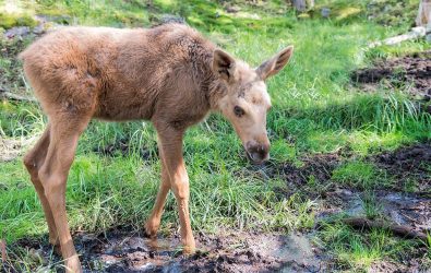 young-elk-or-moose-in-norway_123rf
